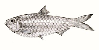ภาพ ปลา thoracata (Escualosa thoracata)