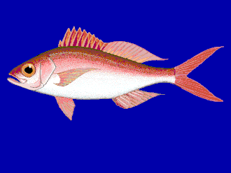 ภาพ ปลา oculatus (Etelis oculatus)