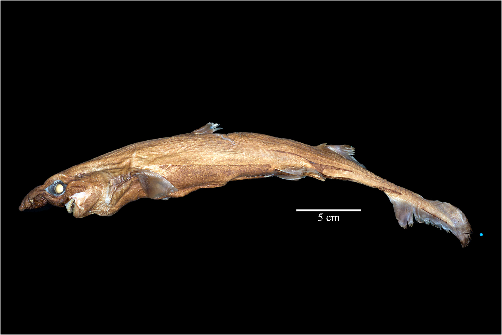 ภาพ ปลา lailae (Etmopterus lailae)