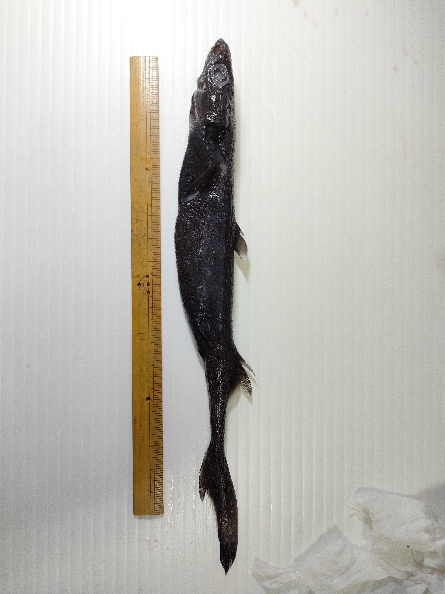 ภาพ ปลา lucifer (Etmopterus lucifer)