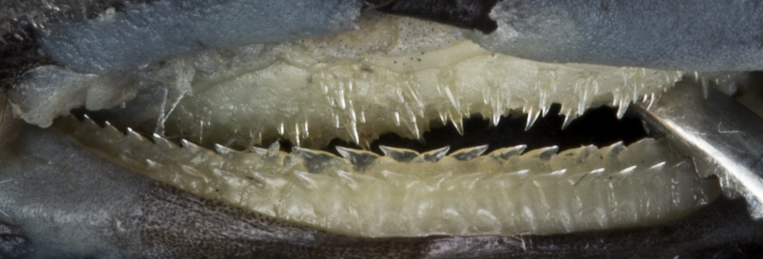 ภาพ ปลา marshae (Etmopterus marshae)
