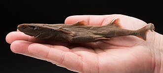 ภาพ ปลา perryi (Etmopterus perryi)