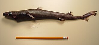 ภาพ ปลา pusillus (Etmopterus pusillus)