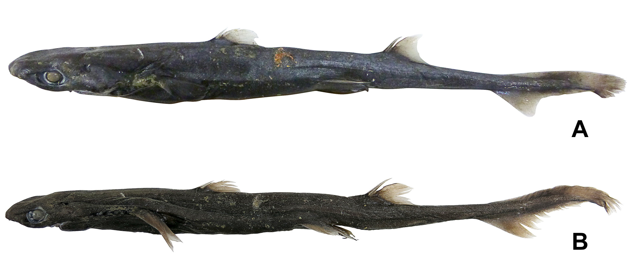 ภาพ ปลา samadiae (Etmopterus samadiae)