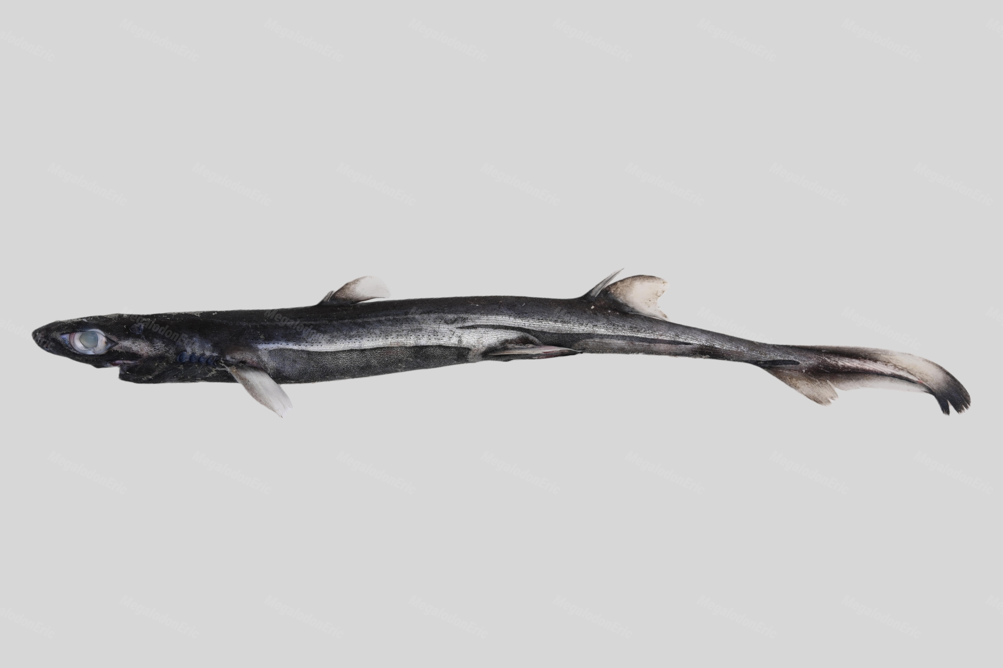 ภาพ ปลา schmidti (Etmopterus schmidti)