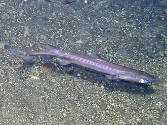 ภาพ ปลา spinax (Etmopterus spinax)