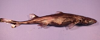 ภาพ ปลา virens (Etmopterus virens)