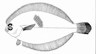 ภาพ ปลา microstomus (Etropus microstomus)