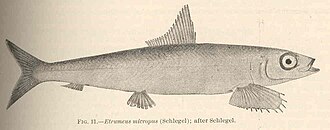 ภาพ ปลา micropus (Etrumeus micropus)