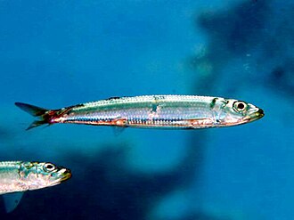 ภาพ ปลา sadina (Etrumeus sadina)
