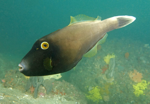 ภาพ ปลาวัวหนังดำแนวปะการัง (Eubalichthys bucephalus)