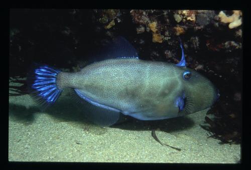ภาพ ปลาวัวหนังน้ำเงิน (Eubalichthys cyanoura)