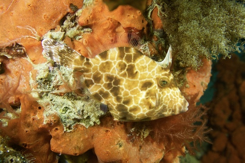 ภาพ ปลาวัวหนังดำ (Eubalichthys gunnii)