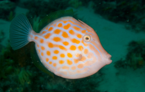 ภาพ ปลาวัวหนังน้ำลึก (Eubalichthys mosaicus)