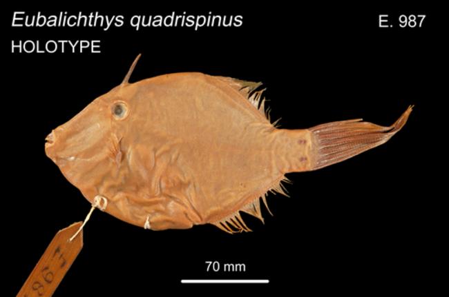 ภาพ ปลาวัวหนัง quadrispinis (Eubalichthys quadrispinis)
