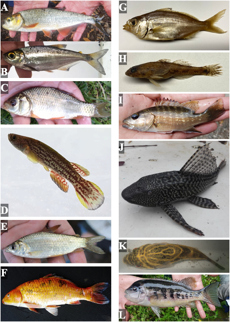 ภาพ ปลา argenteus (Eucinostomus argenteus)