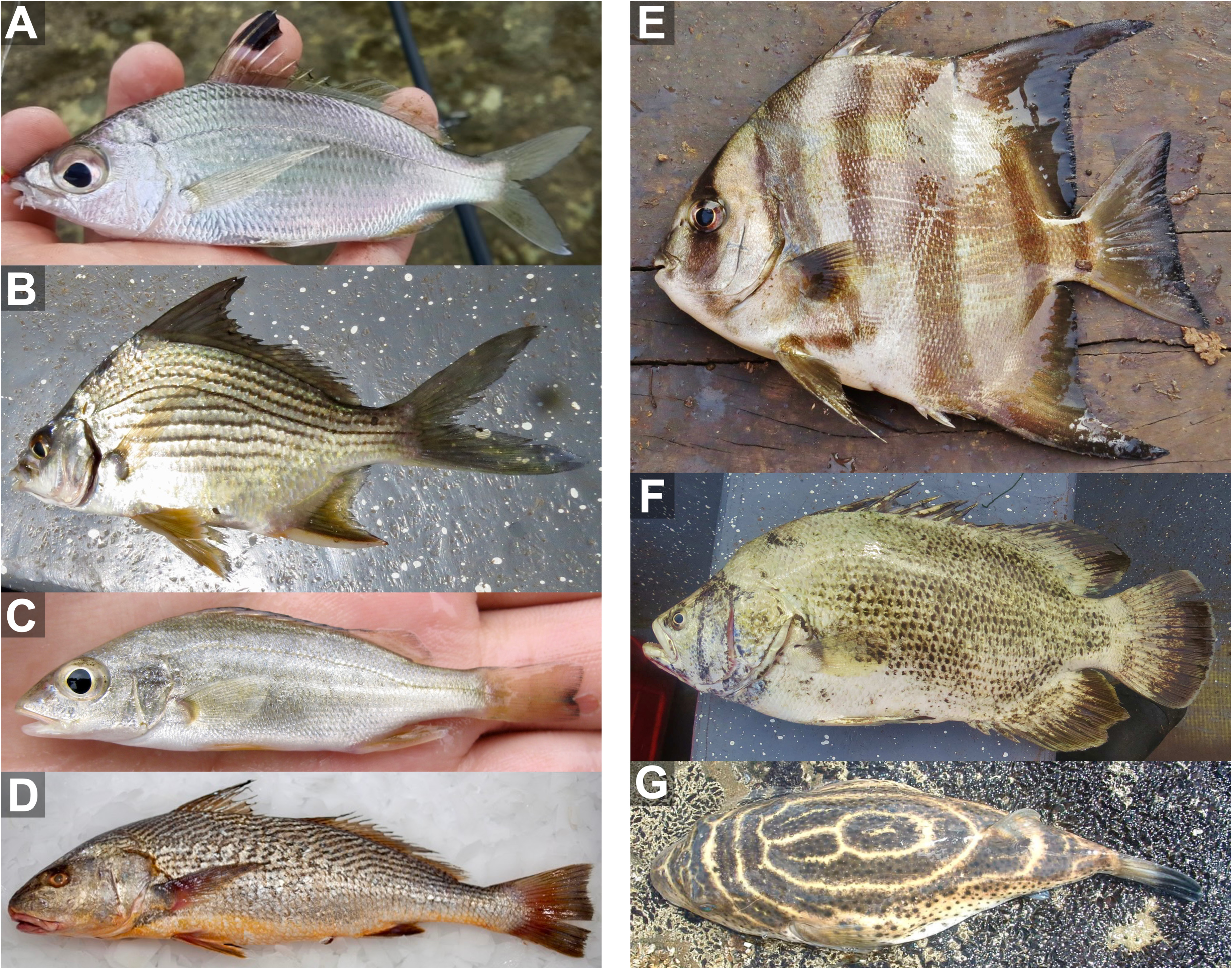 ภาพ ปลา currani (Eucinostomus currani)