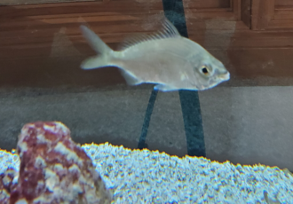 ภาพ ปลา havana (Eucinostomus havana)