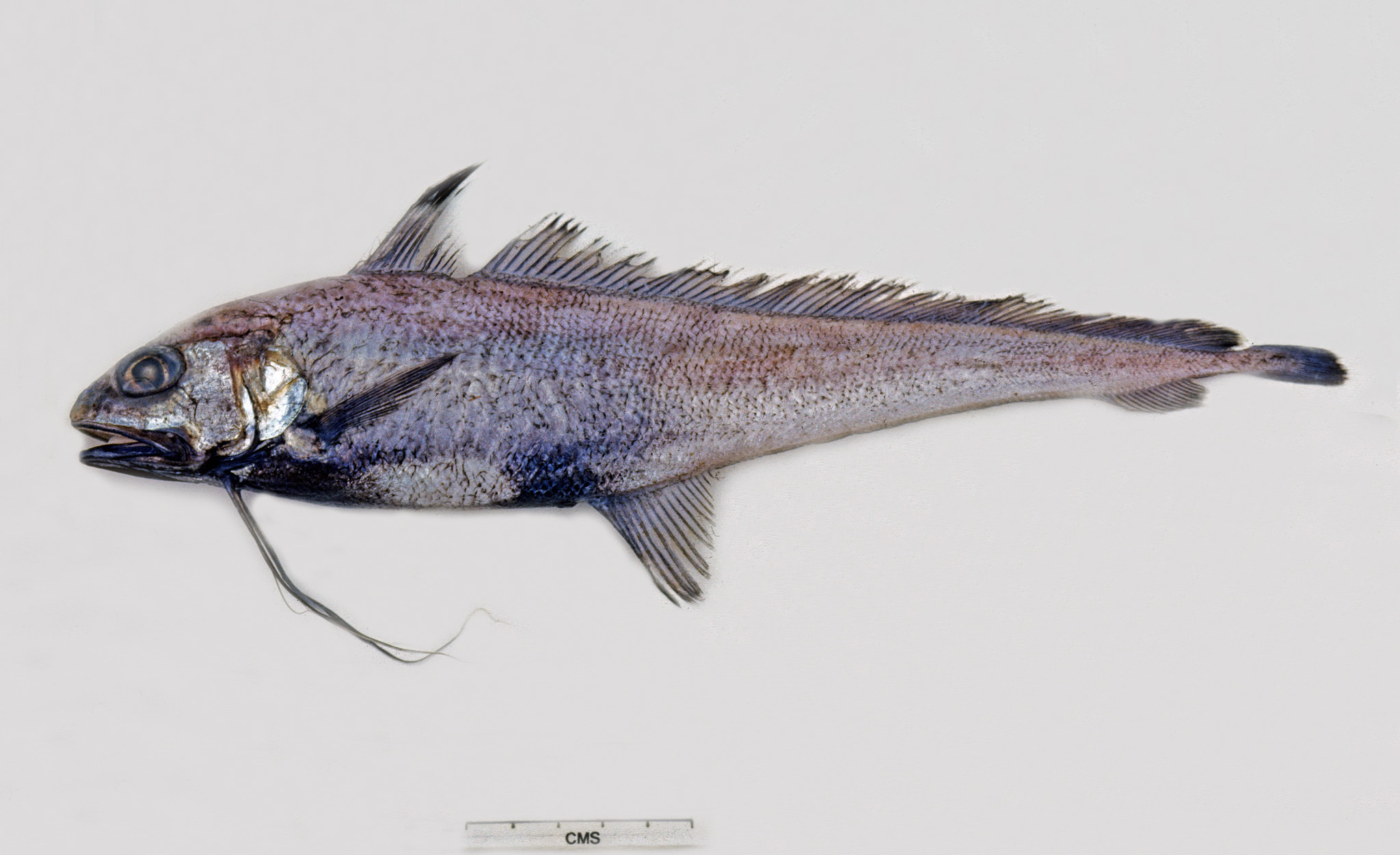 ภาพ ปลา robertsi (Euclichthys robertsi)