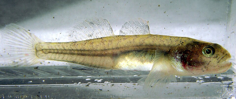 ภาพ ปลาบู่บู่ (Eucyclogobius newberryi)