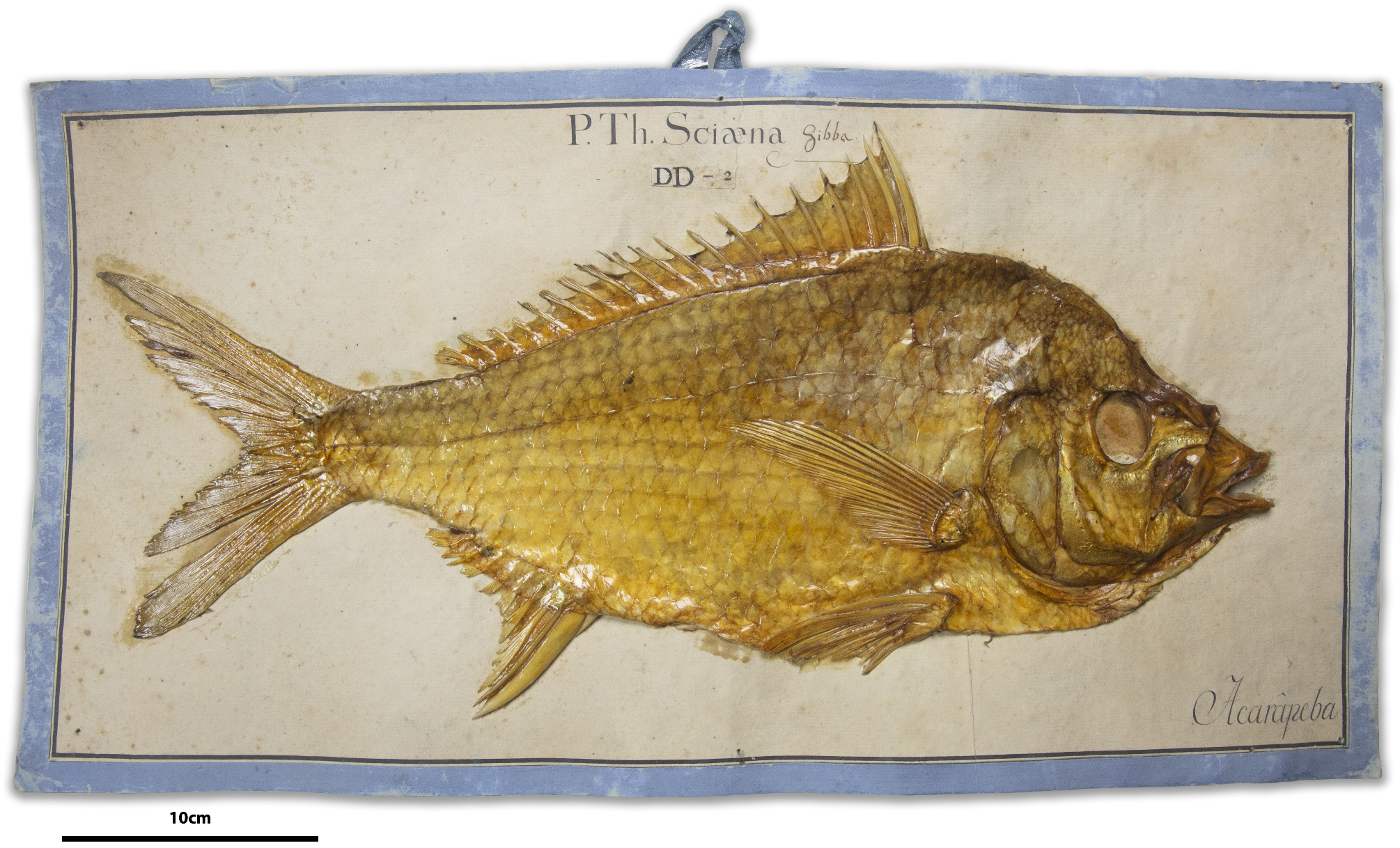 ภาพ ปลา brasilianus (Eugerres brasilianus)