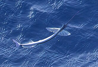 ภาพ ปลา velox (Euleptorhamphus velox)