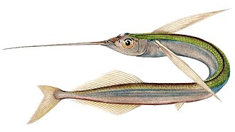 ภาพ ปลา viridis (Euleptorhamphus viridis)