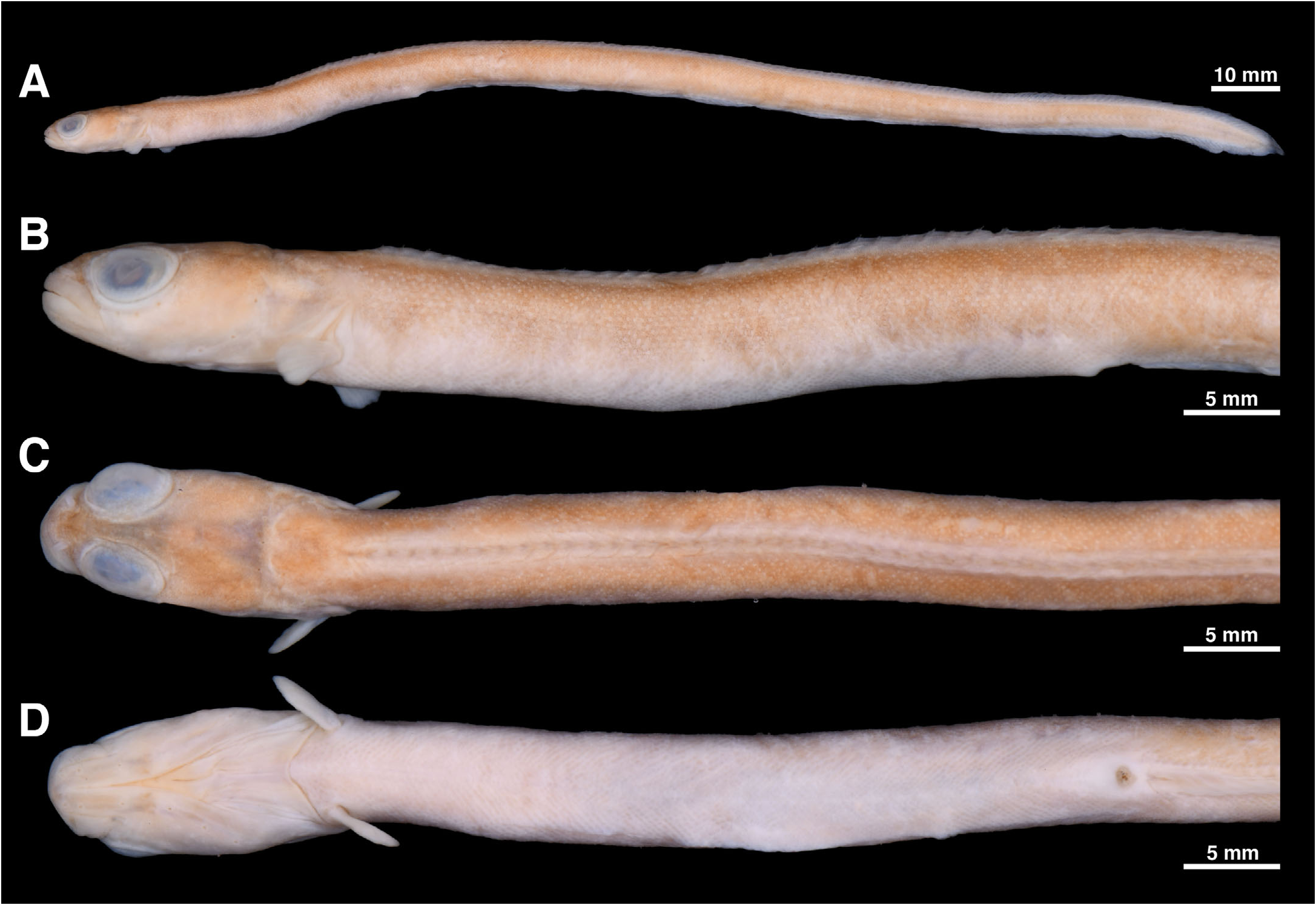 ภาพ ปลา spinosior (Eulophias spinosior)