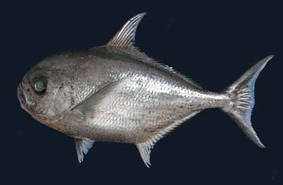 ภาพ ปลา brevorti (Eumegistus brevorti)