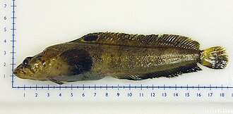 ภาพ ปลา praecisus (Eumesogrammus praecisus)