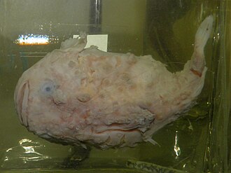 ภาพ ปลา derjugini (Eumicrotremus derjugini)