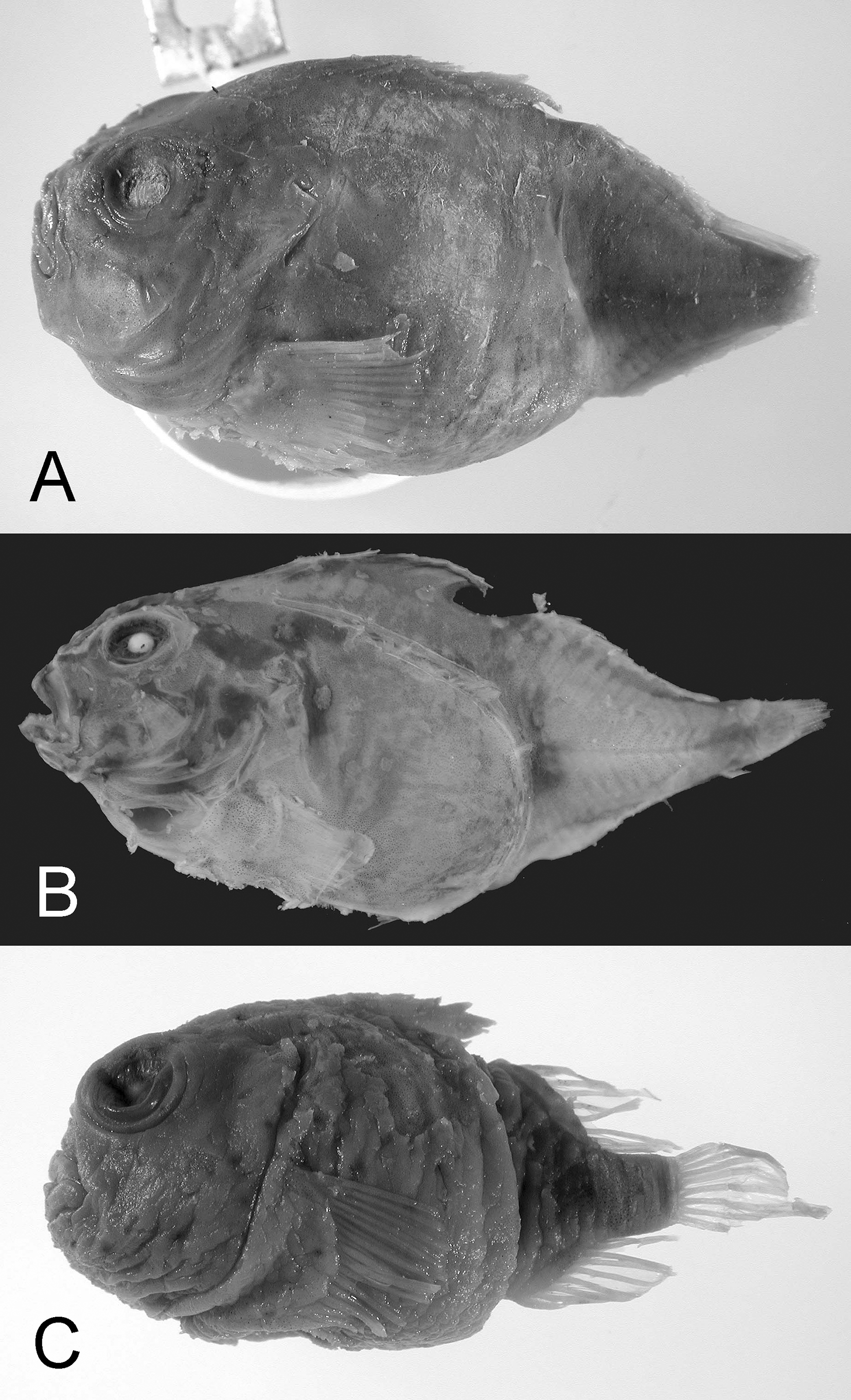 ภาพ ปลา gyrinops (Eumicrotremus gyrinops)
