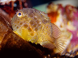 ภาพ ปลา orbis (Eumicrotremus orbis)
