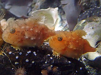 ภาพ ปลา pacificus (Eumicrotremus pacificus)