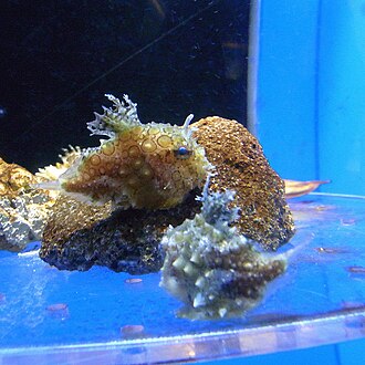 ภาพ ปลา taranetzi (Eumicrotremus taranetzi)