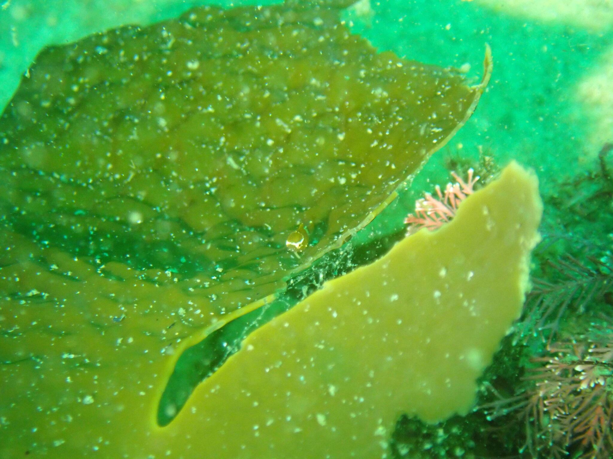 ภาพ ปลา uenoi (Eumicrotremus uenoi)
