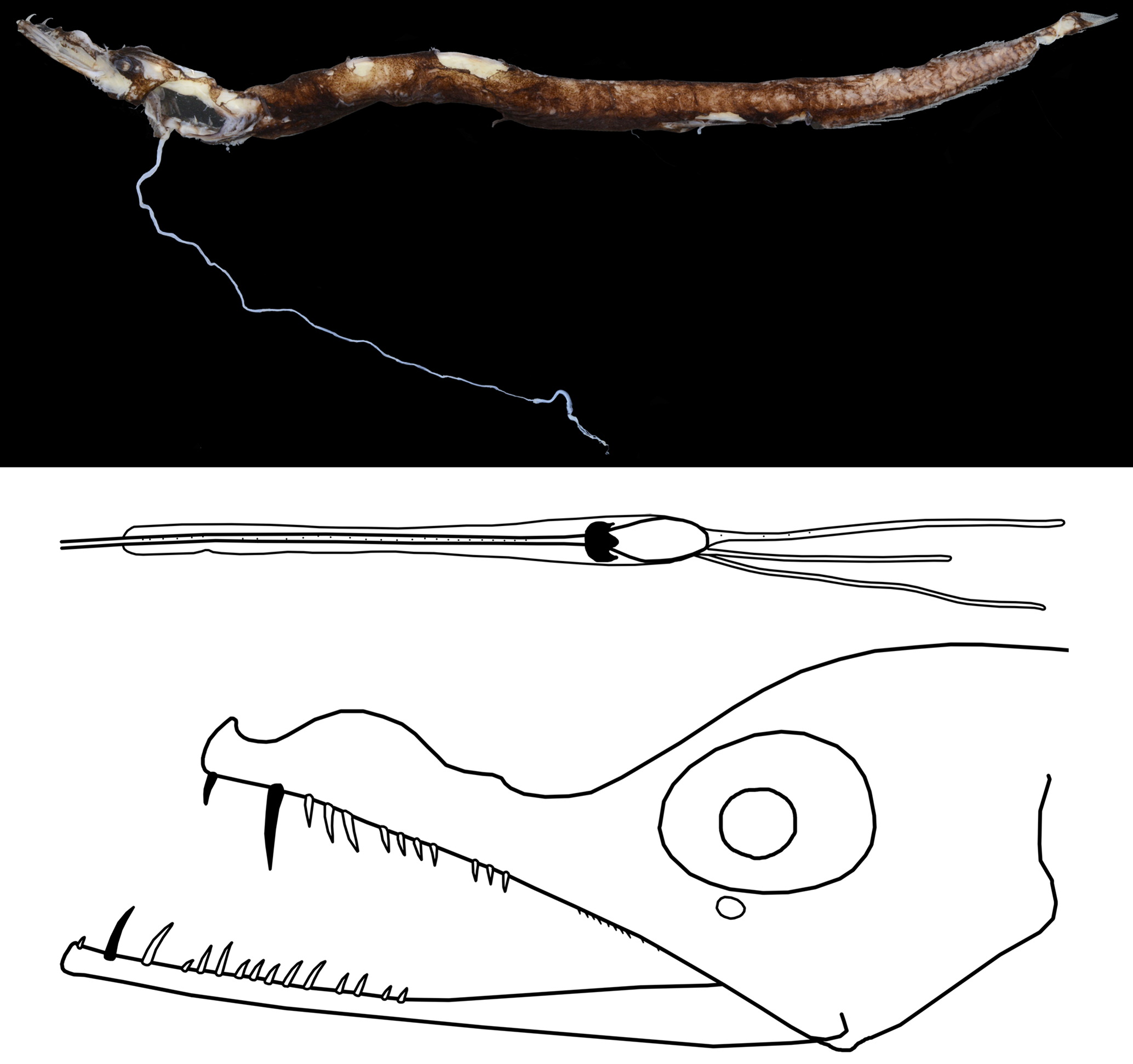 ภาพ ปลา tritentaculatus (Eustomias tritentaculatus)