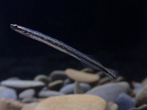ภาพ ปลาบู่ gilli (Eutaeniichthys gilli)