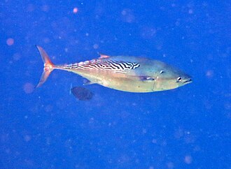 ภาพ ปลา affinis (Euthynnus affinis)