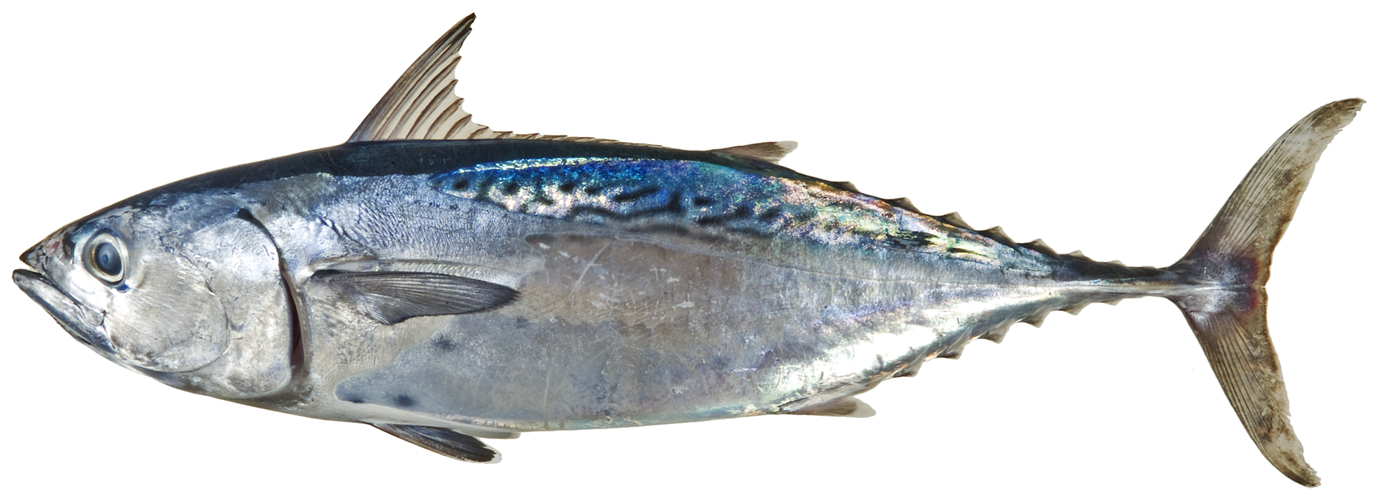 ภาพ ปลา alletteratus (Euthynnus alletteratus)