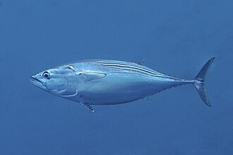 ภาพ ปลา lineatus (Euthynnus lineatus)