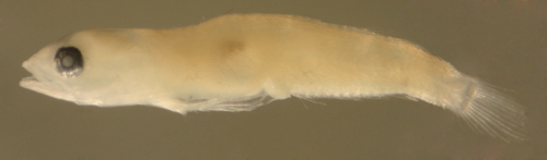 ภาพ ปลาบู่บู่ (Evermannichthys spongicola)