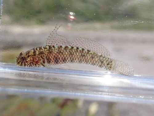 ภาพ ปลาบู่จิ๋วพื้นทราย (Eviota abax)