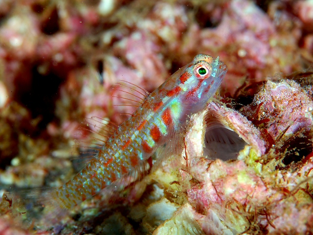 ภาพ ปลาบู่จิ๋ว albolineata (Eviota albolineata)