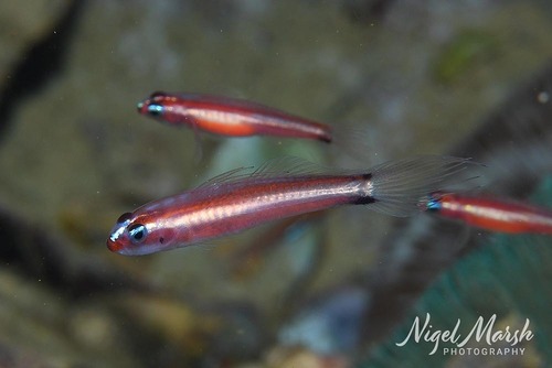 ภาพ ปลาบู่จิ๋วบู่ (Eviota bifasciata)