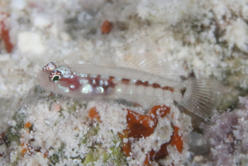 ภาพ ปลาบู่จิ๋ว bilunula (Eviota bilunula)