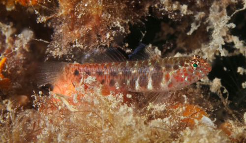 ภาพ ปลาบู่จิ๋ว bimaculata (Eviota bimaculata)