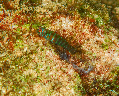 ภาพ ปลาบู่จิ๋ว bipunctata (Eviota bipunctata)