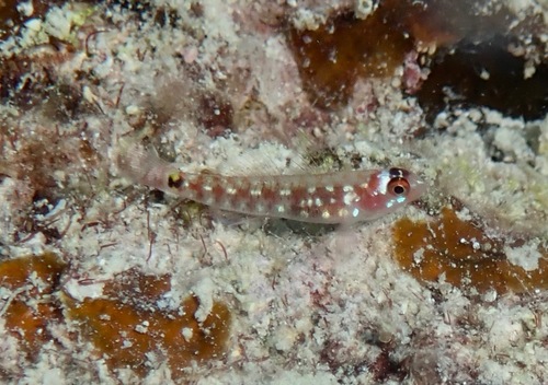 ภาพ ปลาบู่จิ๋ว cometa (Eviota cometa)