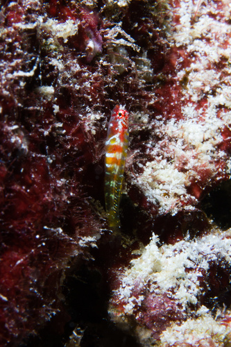ภาพ ปลาบู่จิ๋ว dalyi (Eviota dalyi)